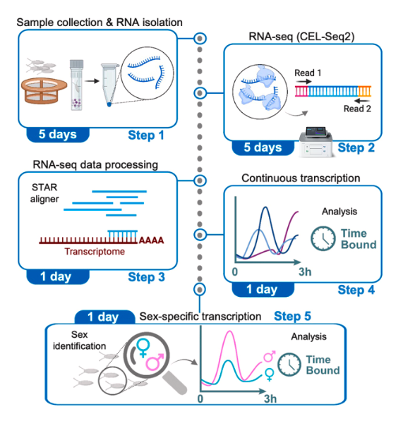 From Chaos to Clarity: Unveiling Early Gene Expression in Drosophila Using RNASeq & the I.DOT (Cell Genomics)