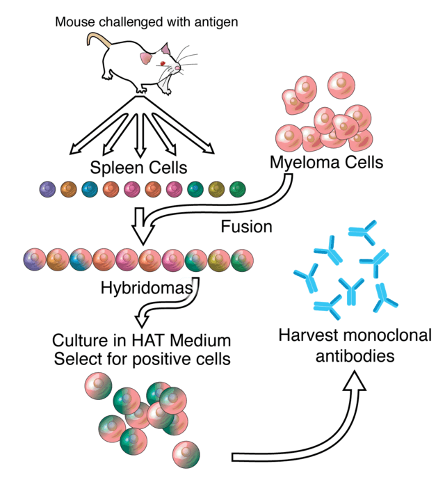 CYTENA - hybridoma technology and monoclonal antibody creation - 42kb