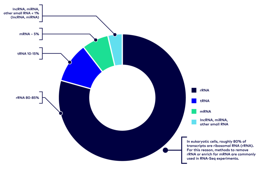 RNA and DNA circular chart