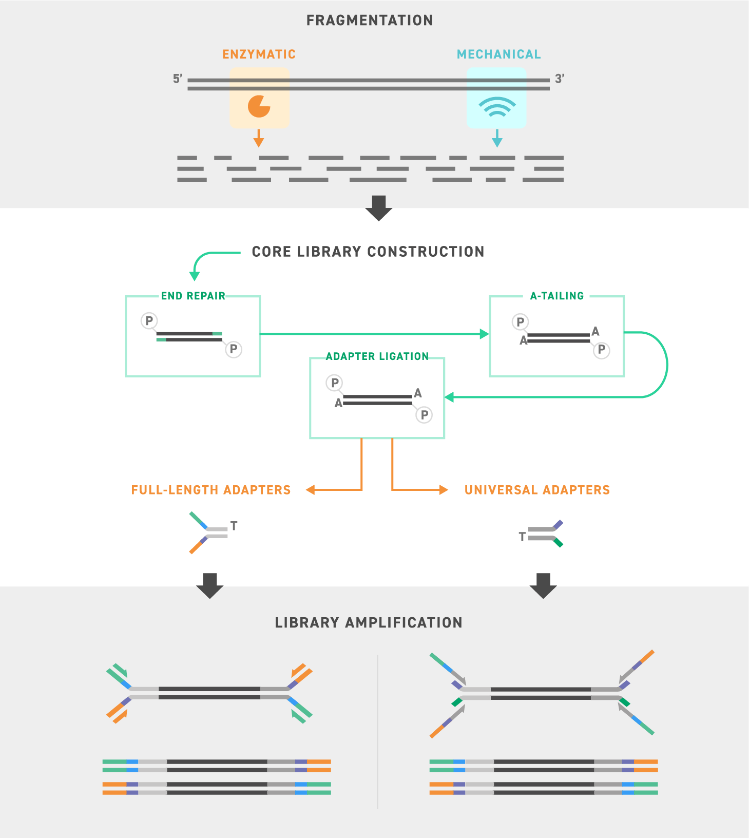 The Twist Bioscience Enzymatic Fragmentation Kit 2.0 workflow